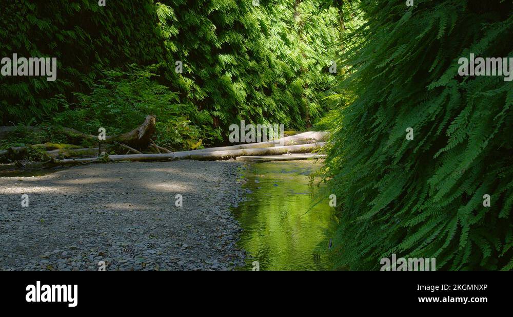 Fern canyon in Redwood park, Fern Canyon Rain Forest In California