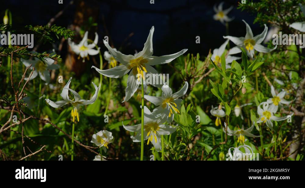 Day lily flower alpine plant Stock Videos & Footage HD and 4K Video