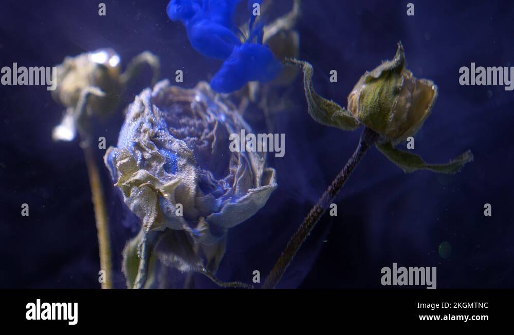 Dried roses standing underwater in blue color paint ink explosion on