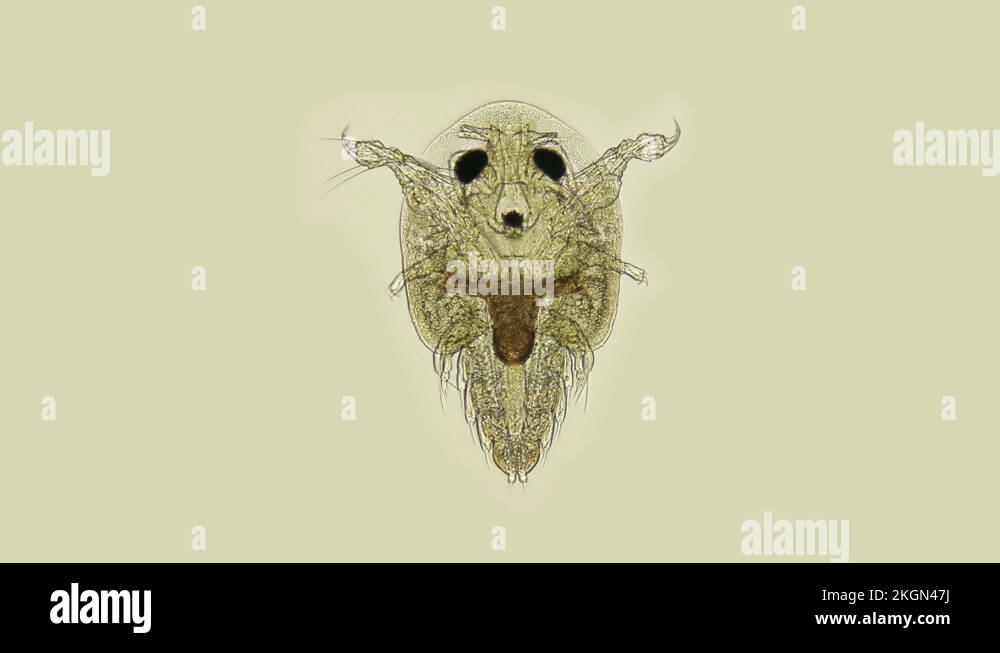 Lice under a microscope, the socalled carp lice Branchiura, are parasites Stock Video Footage