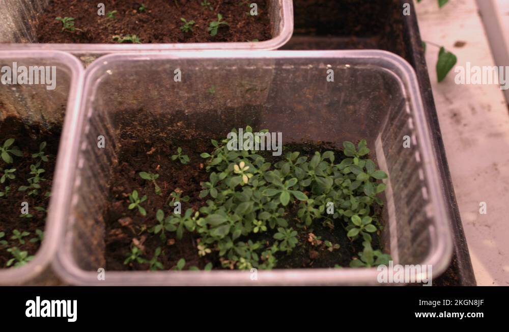 Flower seeds in pots Stock Videos & Footage HD and 4K Video Clips Alamy