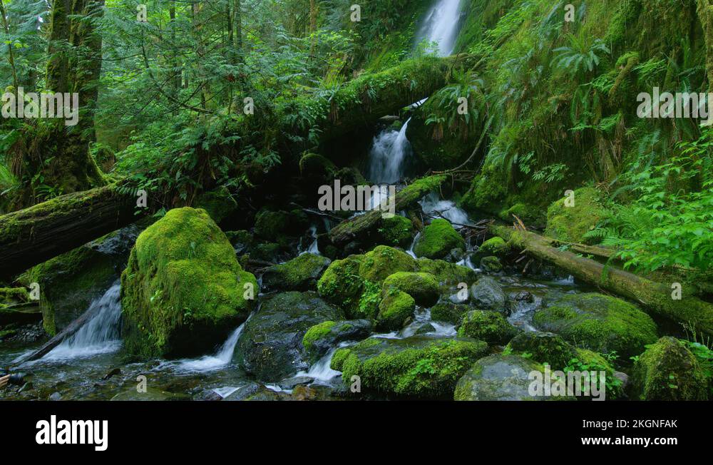 8K mossy trees by Sol Duc river, Olympic park, Olympic National Park in
