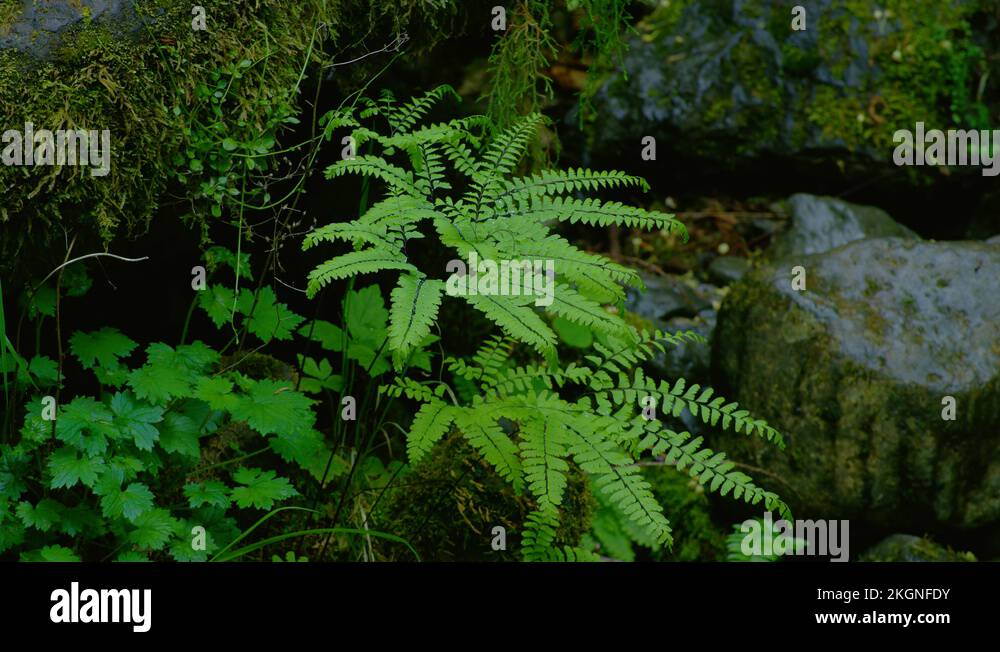 8K Ferns and hemlock grow at the base of trees in Olympic Park