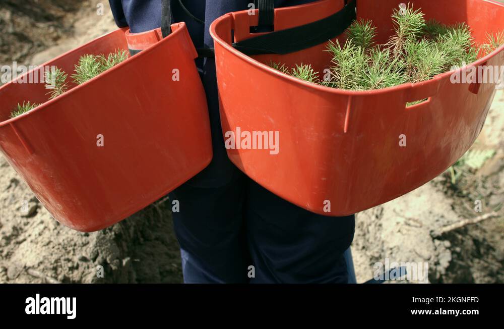 Planting seedlings trays Stock Videos & Footage HD and 4K Video Clips