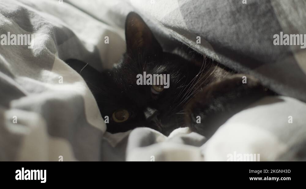 Curled blanket Stock Videos & Footage HD and 4K Video Clips Alamy