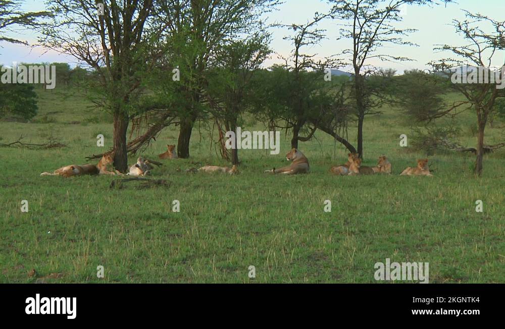 Lion pride Stock Videos & Footage HD and 4K Video Clips Alamy