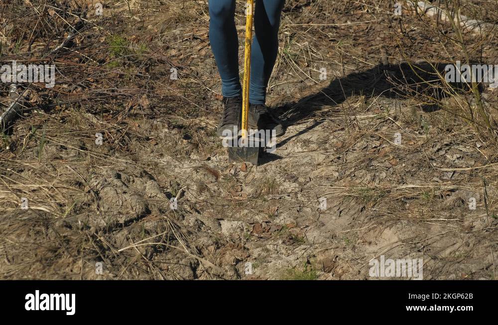 Tree restoration Stock Videos & Footage HD and 4K Video Clips Alamy