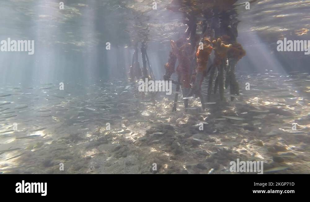 Image showcasing Mangrove roots ecosystem Stock Videos & Footage - HD and 4K Video Clips ...