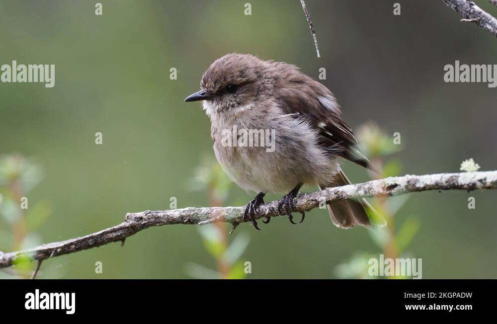 Dusky Robin Melanodryas vittata endemic song bird from Tasmania Stock