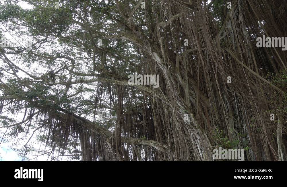 Banyan tree big island hawaii Stock Videos & Footage HD and 4K Video