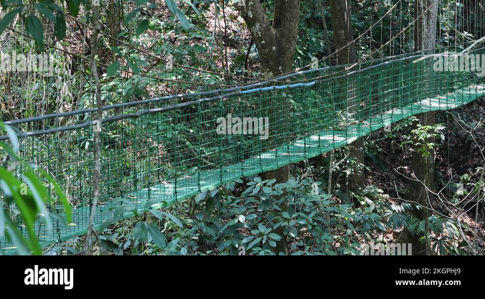 Puntarenas Costa Rica Suspension bridge over jungle woman 4K Stock