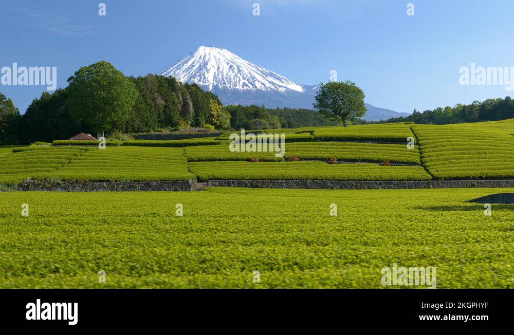 Japanese tea fields, Shizuoka Prefecture, Fuji, Japan. Gimbal, Moving