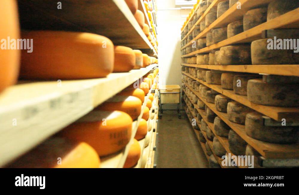 Blue cheese gouda Factory food process parmesan swiss dairy feta france