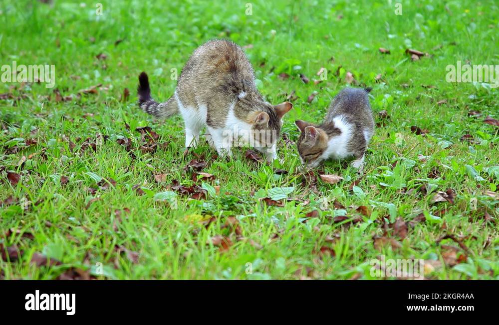 Cat eat outdoor Stock Videos & Footage HD and 4K Video Clips Alamy