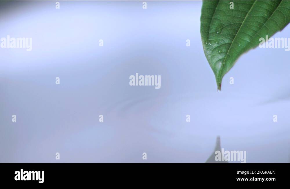 Water droplet falling into pond Stock Videos & Footage HD and 4K