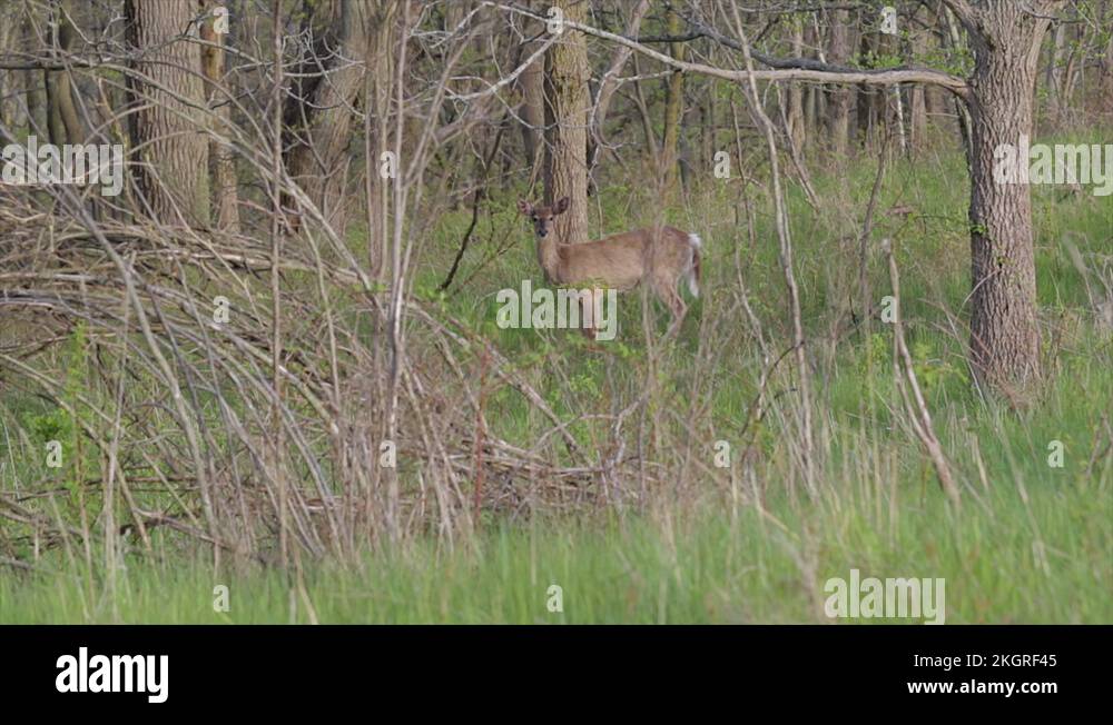 Deer in the forest observing a person. Hunting for wild deer in the woods of Nor Stock Video