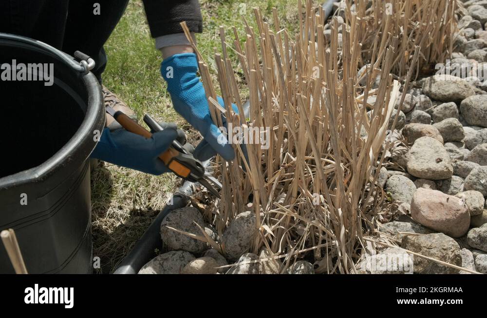 Cleaning Garden in Spring with Pruner, Grasses, Start, Side View, 4k