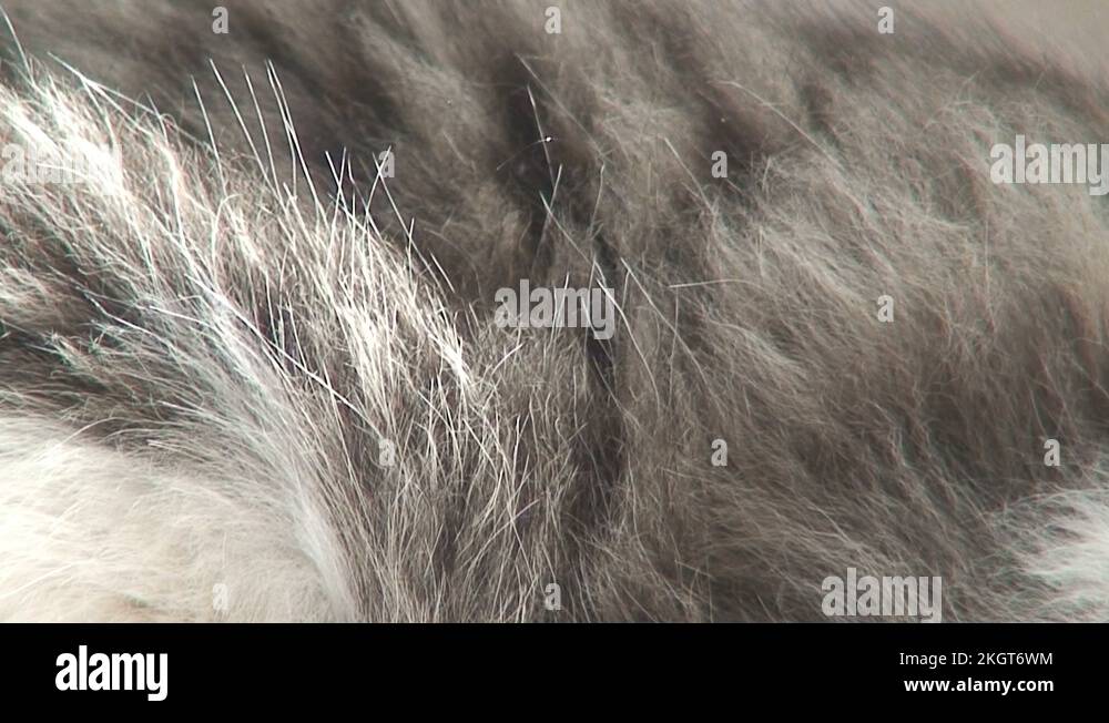 Norwegian forest cat fur 1 Stock Video Footage Alamy