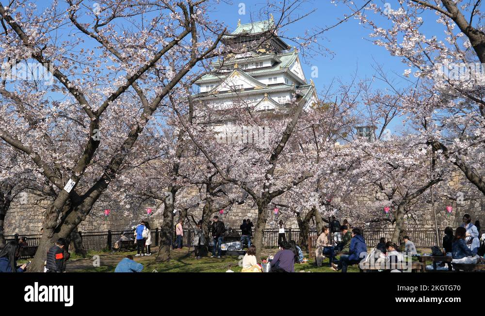 Sakura festival, cherry blossom at Nishinomaru Garden. Filmed in 4K