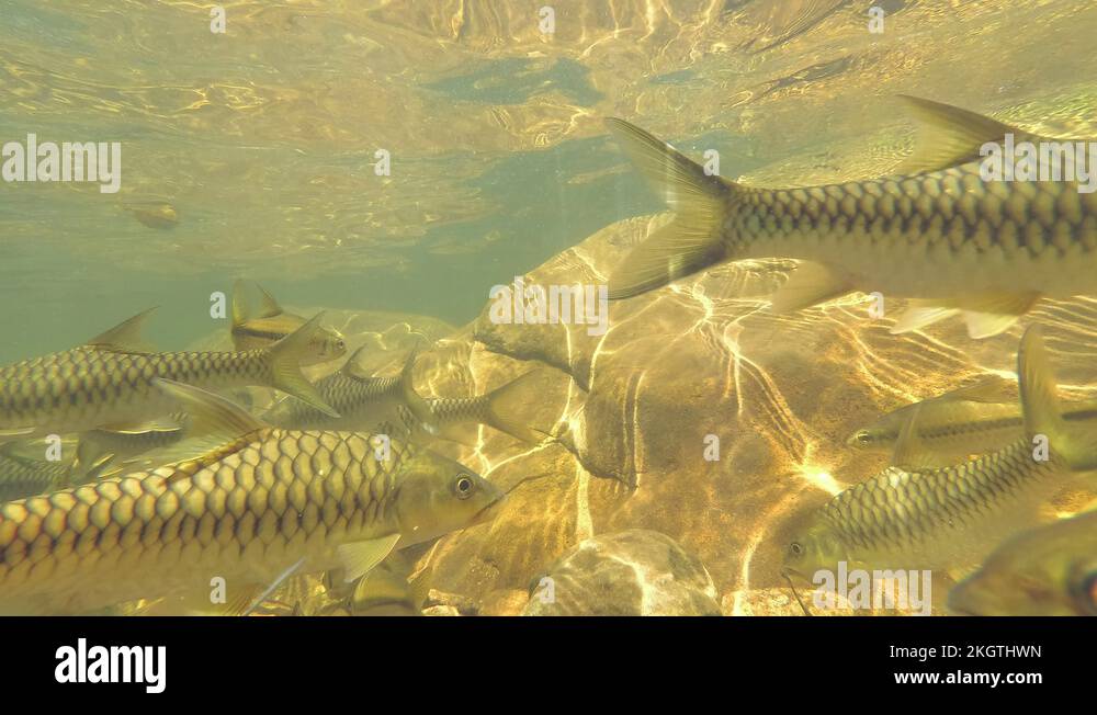 Two fish species Stock Videos & Footage - HD and 4K Video Clips - Alamy