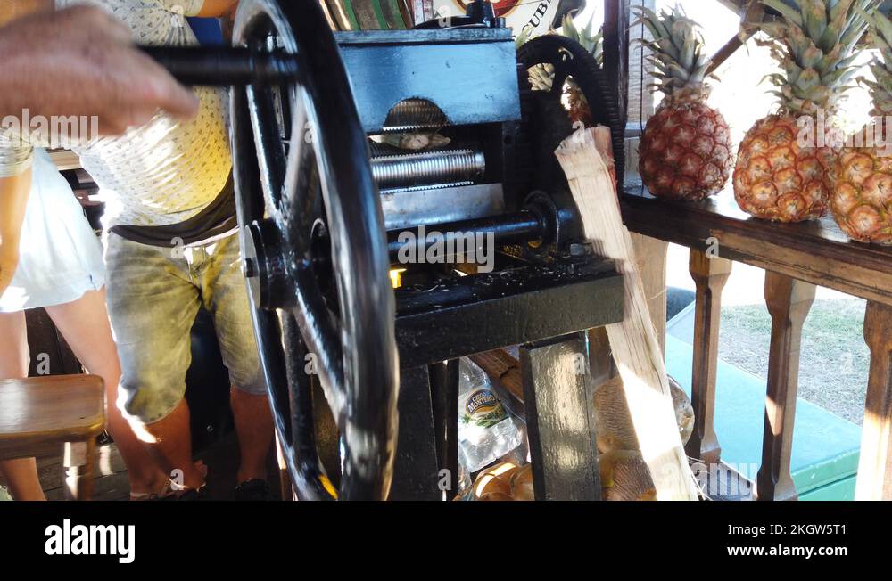 Sugar cane squeezing machine. Man squeezes sugar cane Stock Video