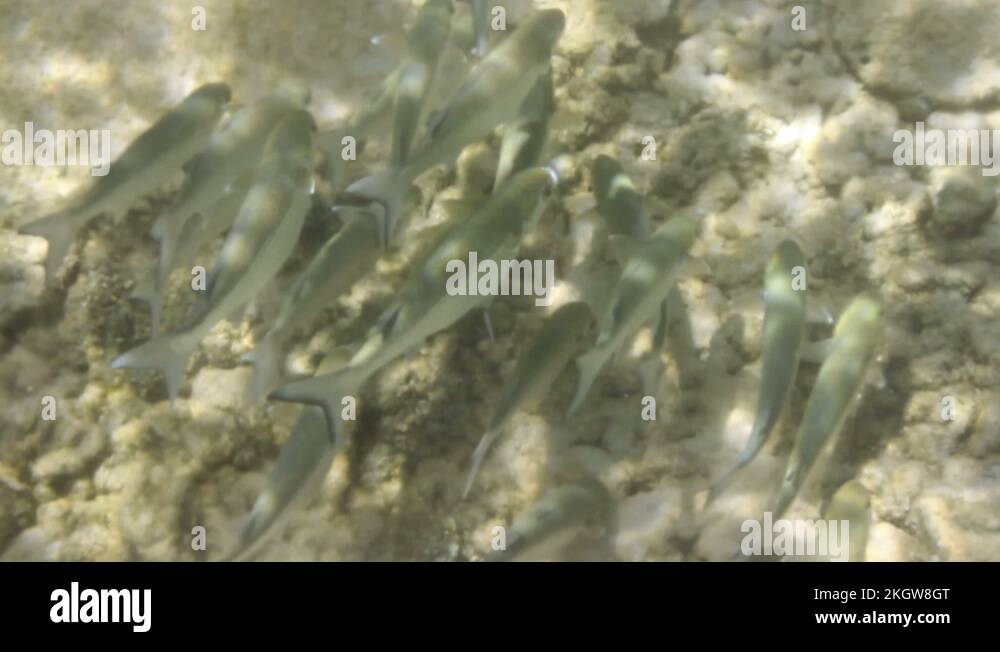 snorkel park cancun mexico fish Stock Video Footage Alamy