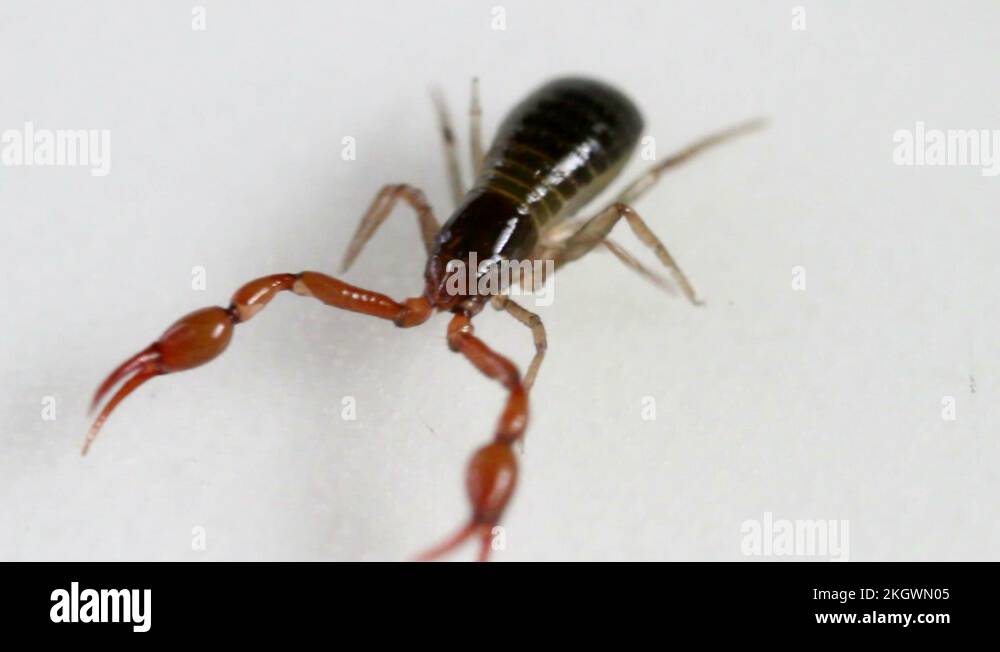 Neobisium Stock Videos & Footage HD and 4K Video Clips Alamy