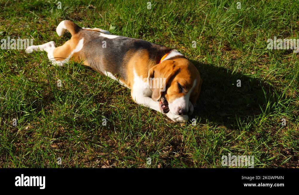 Dog lie on grass, chew little piece of wood, hind legs spread out Stock