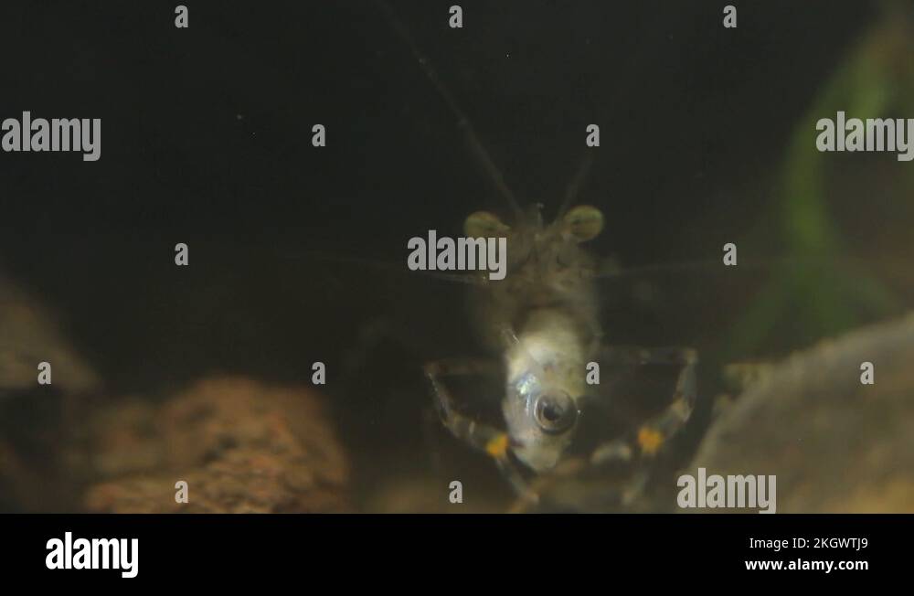 Shrimp eating fish Stock Videos & Footage - HD and 4K Video Clips - Alamy