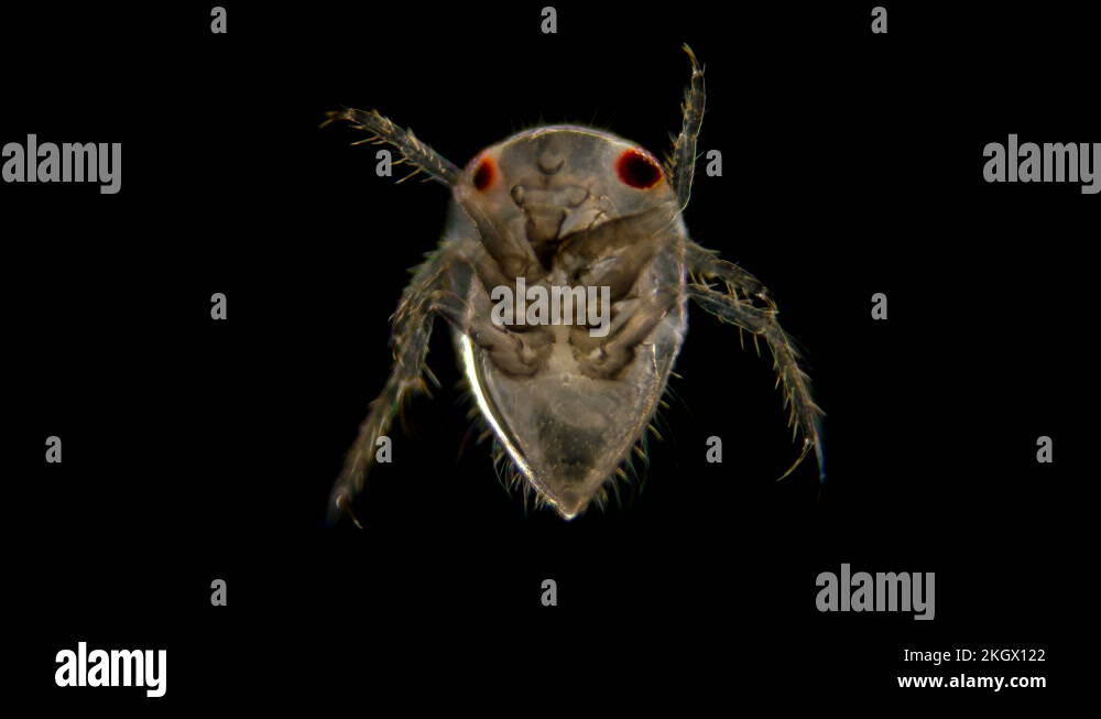 adult larva of the water bug Notonecta glauca under a microscope Stock