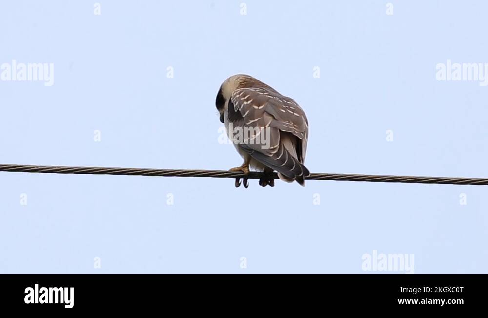 Blackshouldered kite on electrical wires with sky background Stock