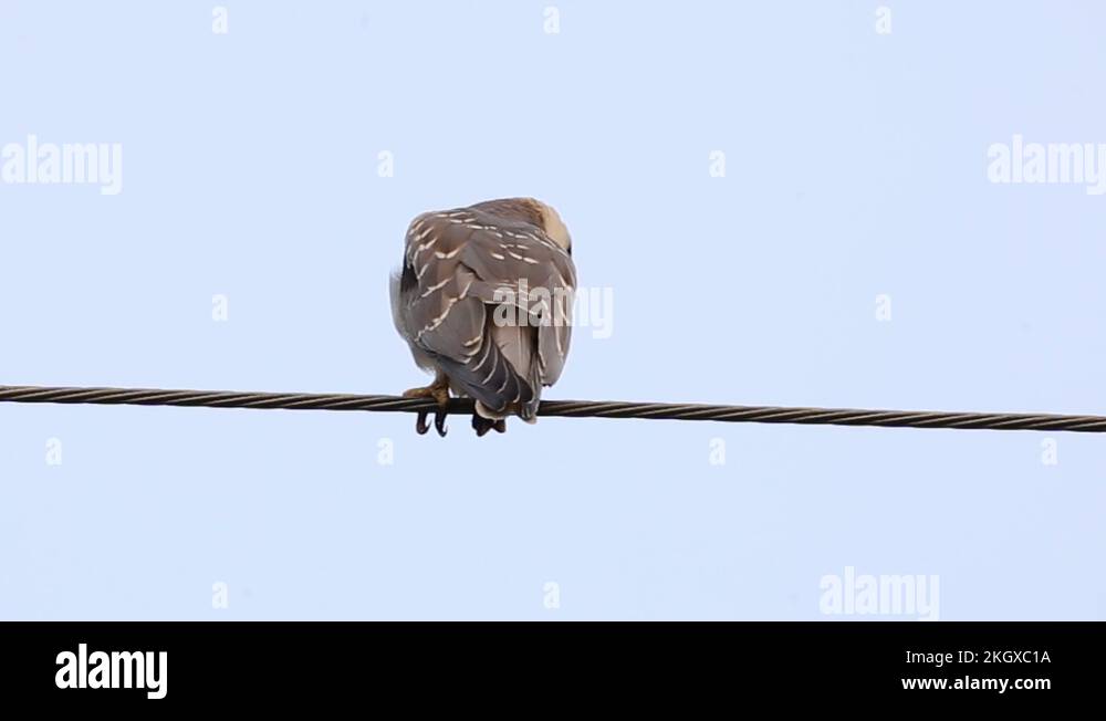 Blackshouldered kite on electrical wires with sky background Stock