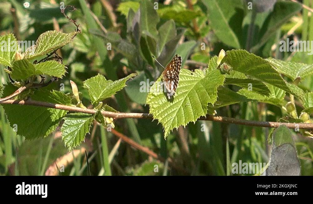 Duke of burgundy butterfly rare endangered UK 4K Stock Video Footage
