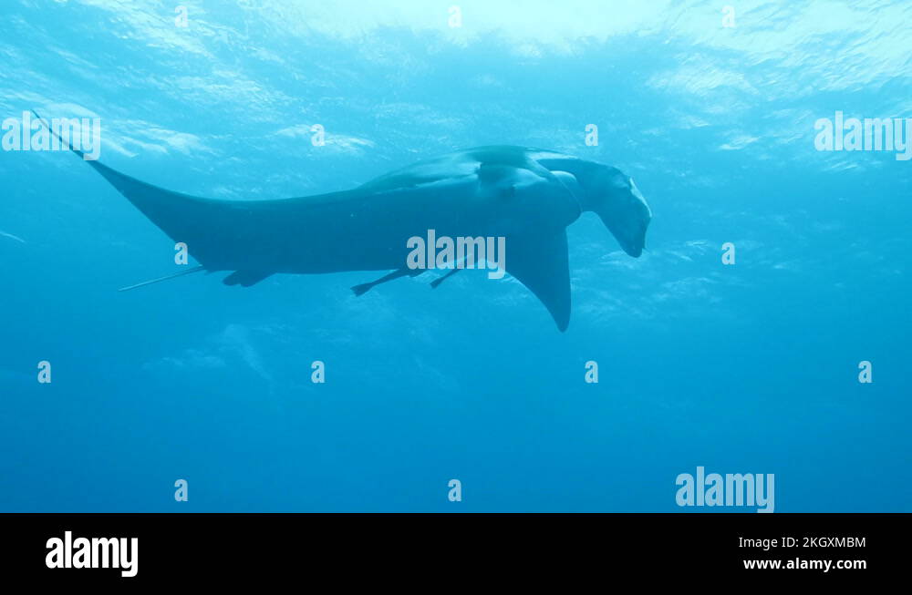 Manta ray swimming in Ishigaki Island, Okinawa, Japan Stock Video