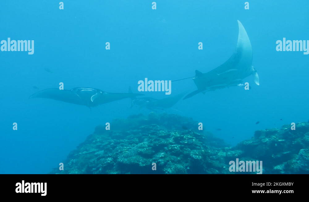 Manta rays swimming in Ishigaki Island, Okinawa, Japan Stock Video