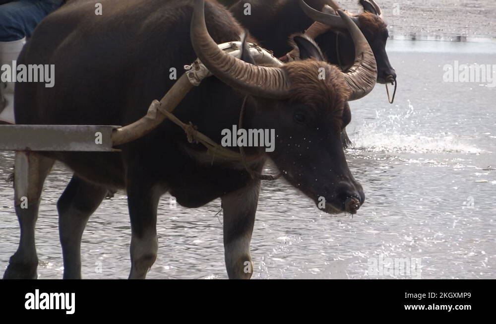 Taketomi okinawa japan Stock Videos & Footage HD and 4K Video Clips