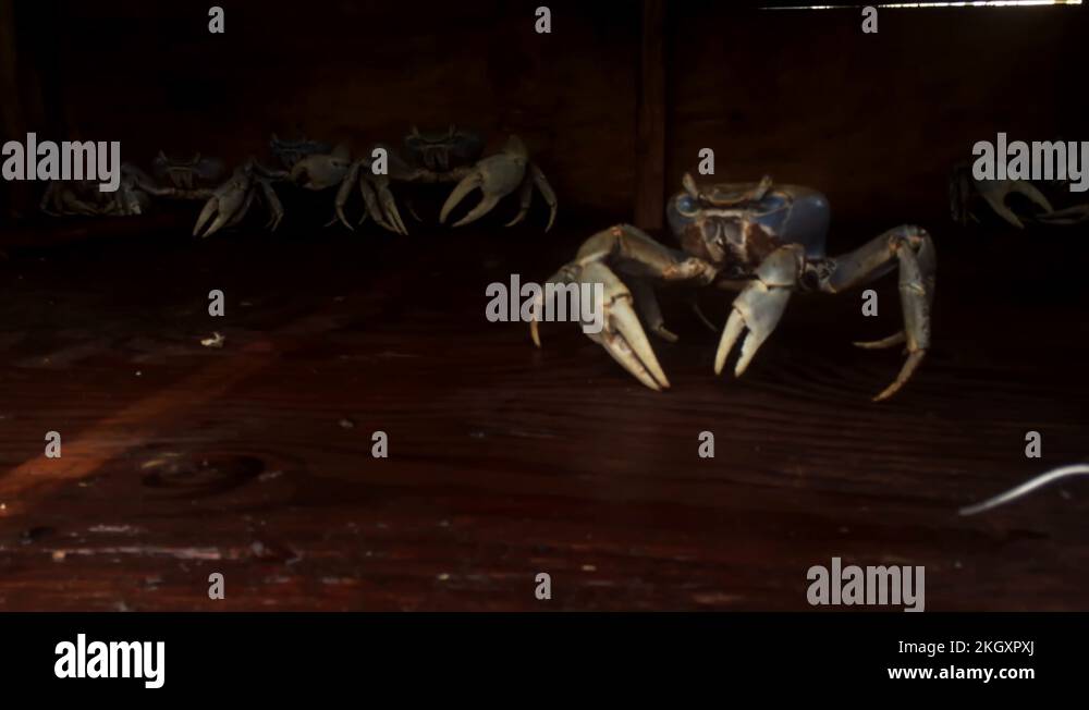 White Crabs In Booth, Long Island Crab, Freeport, Bahamas Stock Video