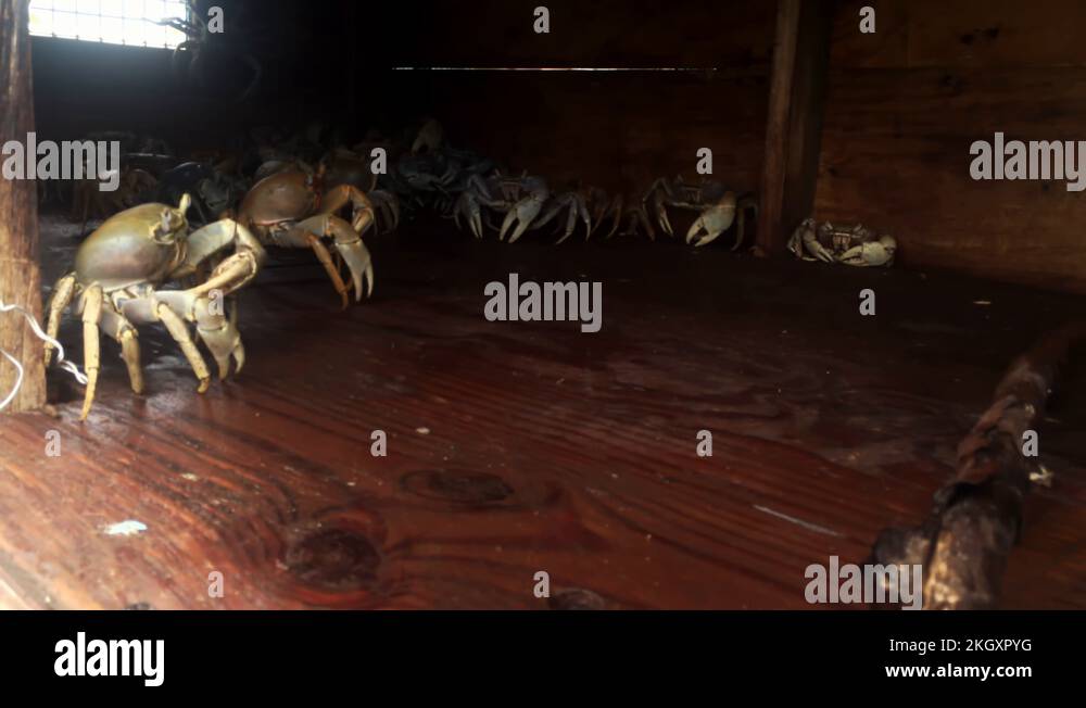 White Crabs In Booth, Long Island Crab, Freeport, Bahamas Stock Video