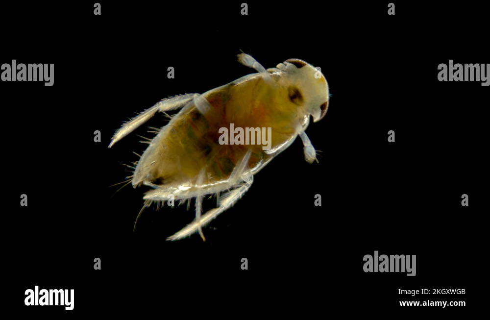 adult larva of the water bug Notonecta glauca under a microscope Stock
