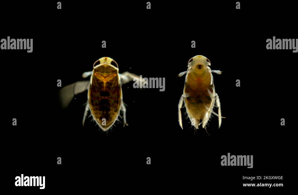 adult larva of the water bug Notonecta glauca under a microscope Stock