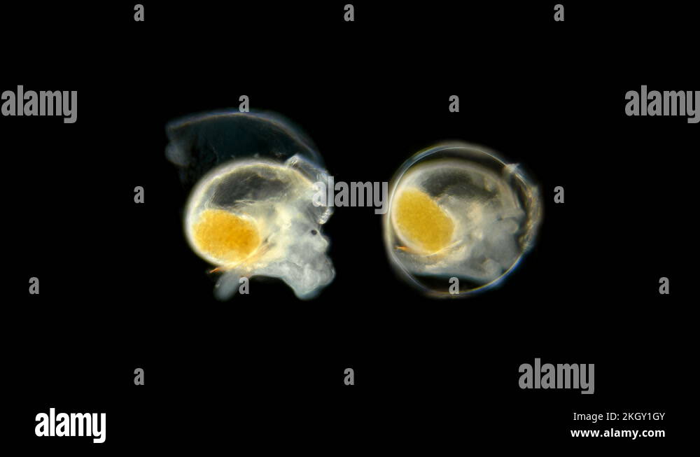 Snail. Two snails under the microscope Stock Video Footage Alamy