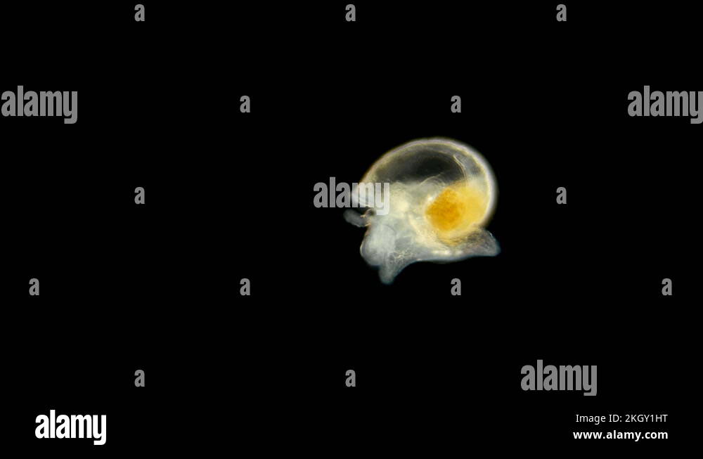 Snail. Movement of a snail just born, under the microscope Stock Video Footage Alamy