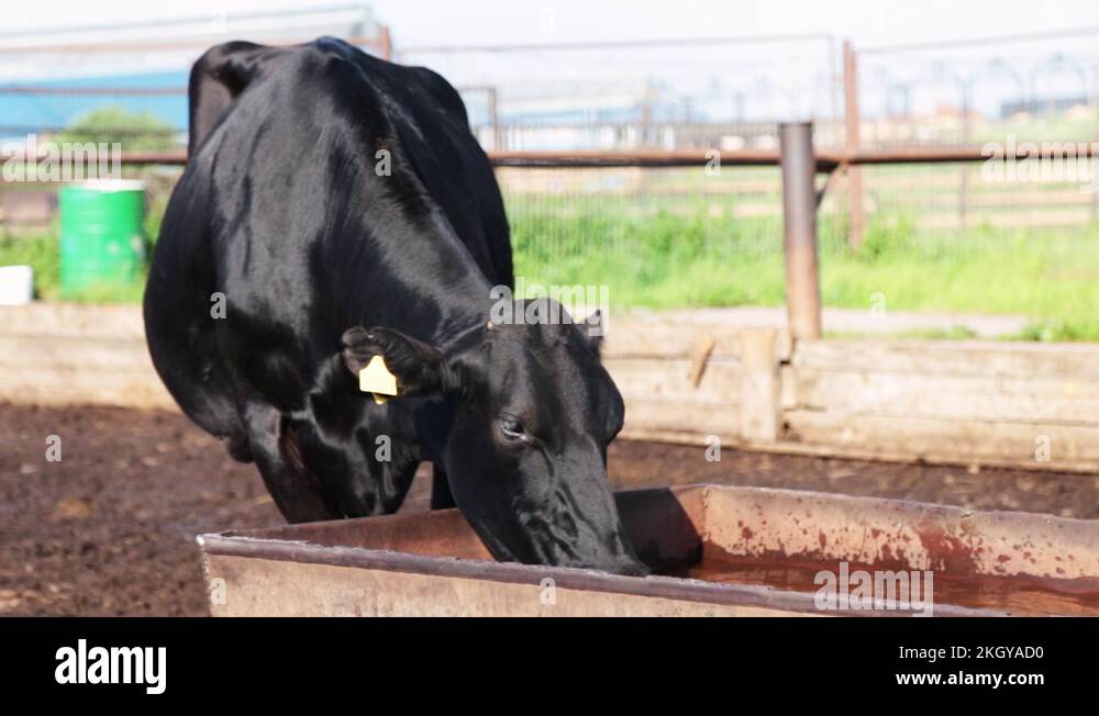 black Cow drinking water on dairy farm. Cows breeding at old milk farm