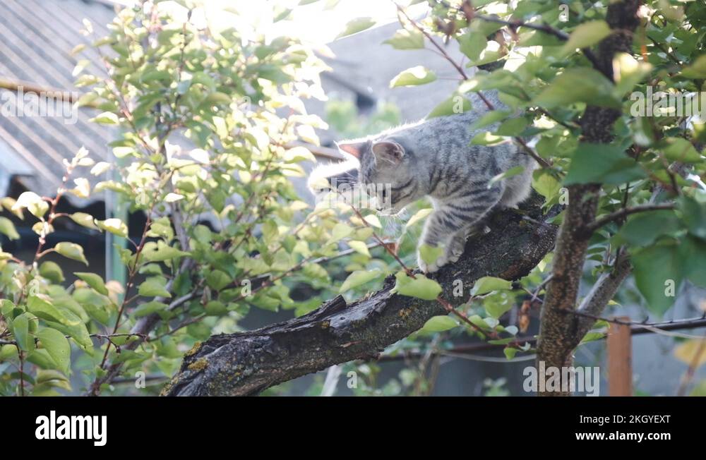 Whiskas color Stock Videos & Footage HD and 4K Video Clips Alamy