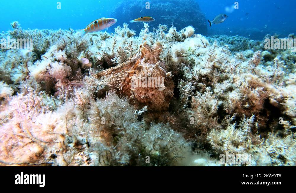 Little octopus Stock Videos & Footage HD and 4K Video Clips Alamy