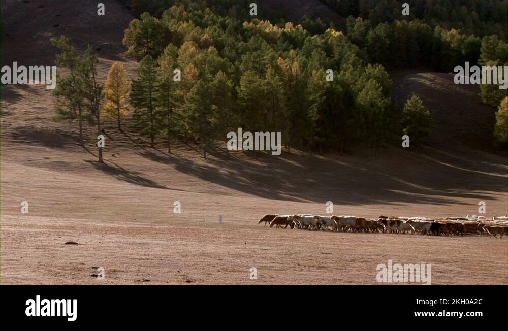 Men and cattle men and cattle Stock Videos & Footage - HD and 4K Video