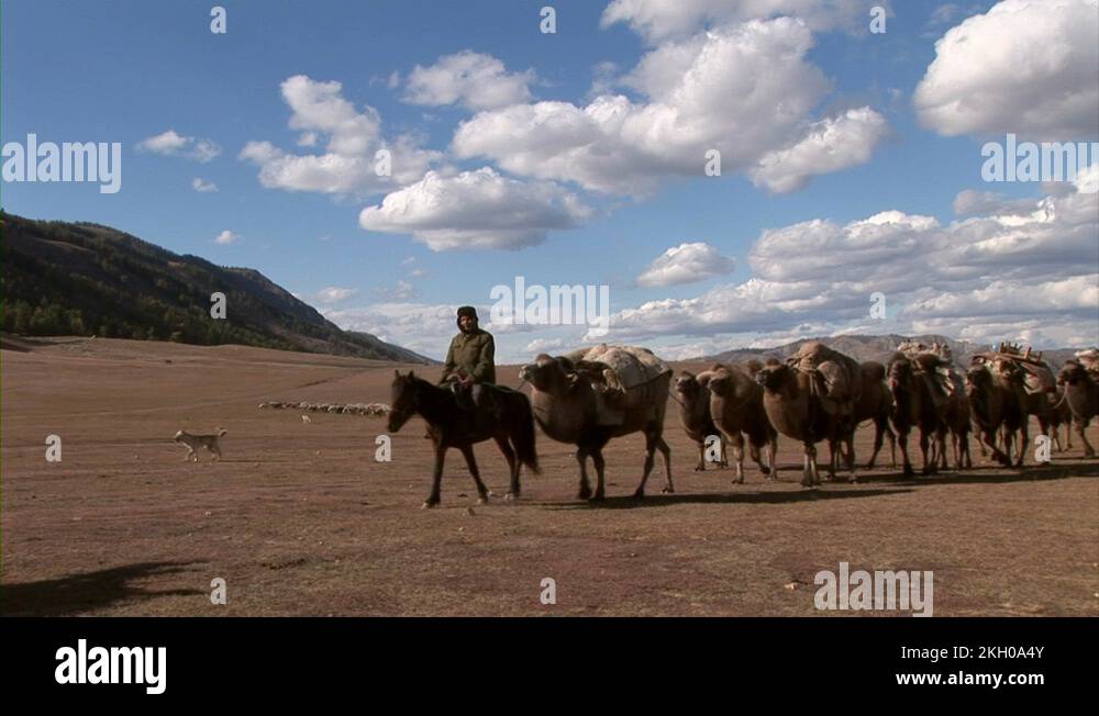 Baggage camel Stock Videos & Footage HD and 4K Video Clips Alamy