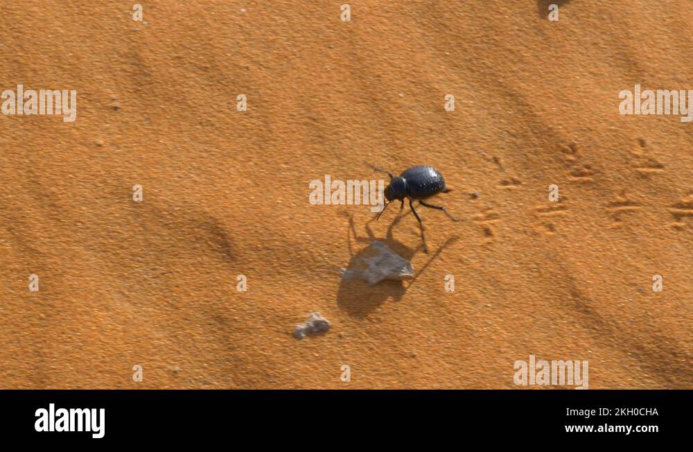 Darkling beetle desert Stock Videos & Footage HD and 4K Video Clips