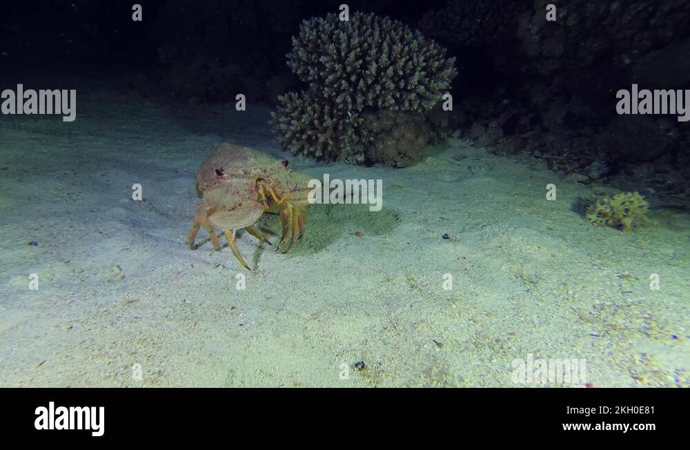 Slipper lobster walks on the seabed at night Underwater shots Stock