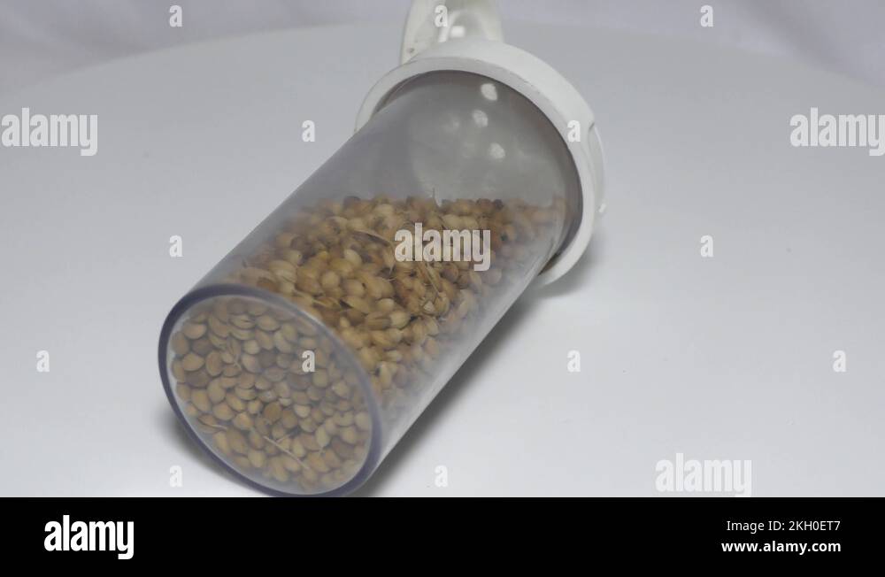 Coriander spice Stock Videos & Footage HD and 4K Video Clips Alamy